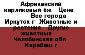 Африканский карликовый ёж › Цена ­ 6 000 - Все города, Иркутск г. Животные и растения » Другие животные   . Челябинская обл.,Карабаш г.